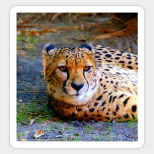 Cheetah relaxing Sticker